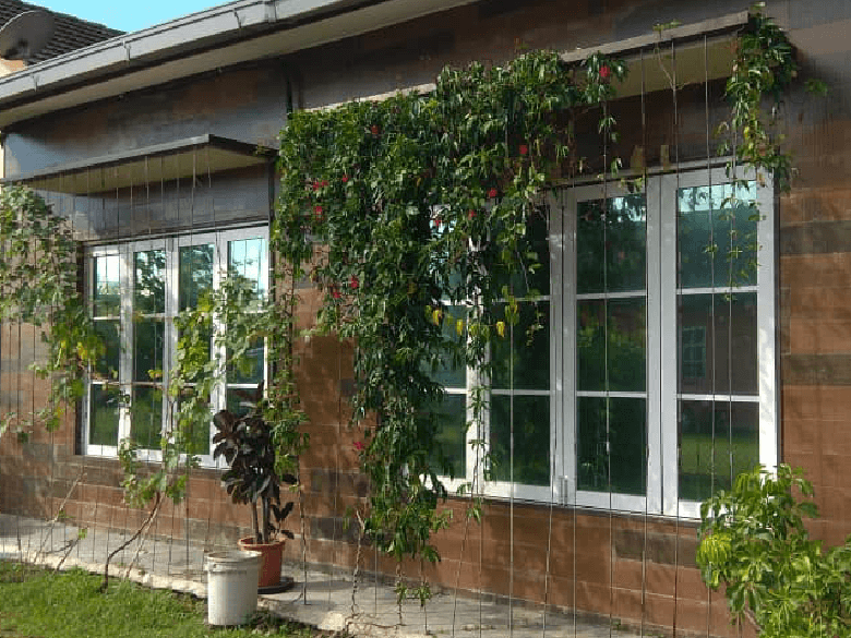 Vines hang from strings along a brick house wall with white-framed windows and pots nearby.